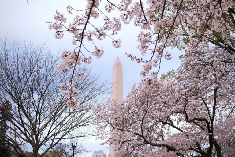 Iconic Washington DC monument framed by vibrant cherry blossoms in springtime.